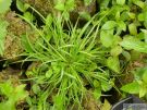 Cyperus fuscus 02