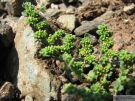 Herniaria glabra 02