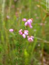 Erica cinerea 01 2