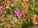 Erica cinerea 02