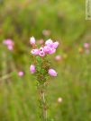 Erica cinerea 03 2