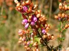 Erica cinerea 05