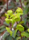 Euphorbia amygdaloides 03