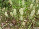 Trifolium augustifolium 03