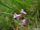 Vicia tenuissima 05