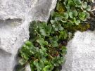 Asplenium ruta-muraria 01