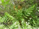 Osmunda regalis 07