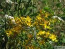 Hypericum perforatum 02