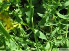 Hypericum perforatum 03