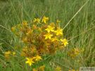 hypericum perfoliatum