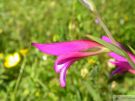 Gladiolus italicus 04