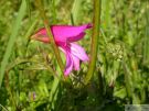 Gladiolus italicus 05