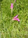 Gladiolus italicus 12