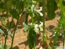 Stachys annua 04