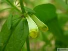 Melampyrum pratense 02
