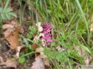 Fumaria officinalis 01