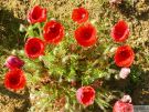 Papaver rhoeas 02