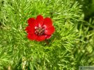 Adonis annua 02