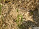 Adonis annua 05 2