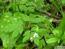 Anemone nemorosa 01 2