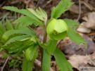 Helleborus viridis 07