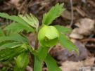 Helleborus viridis 08