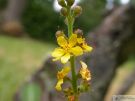Agrimonia eupatoria 01