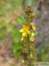 Agrimonia eupatoria 02