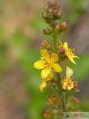 Agrimonia eupatoria 04