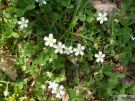 Potentilla montana 01 2