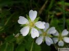 Potentilla montana 03 2