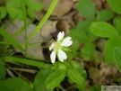 Potentilla montana 05