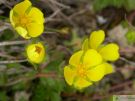 Potentilla neumanniana 06