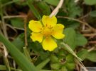 Potentilla reptans 01