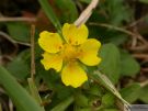 Potentilla reptans 02