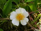 Rosa arvensis