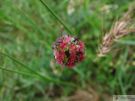 Sanguisorba minor 04