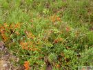 pyracantha pauciflora 04