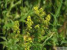 Galium verum 03