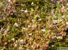 Saxifraga tridactyles 01
