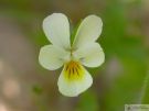 Viola arvensis 02